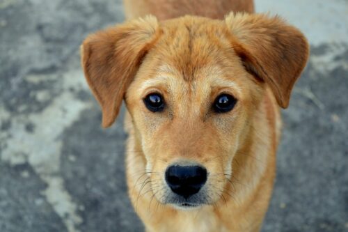 tan puppy