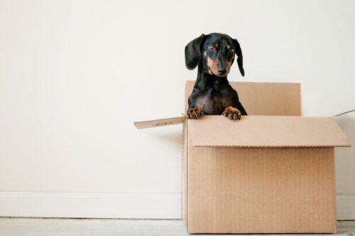 small dog in a moving box